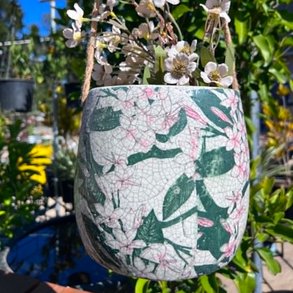 Hanging Frangipani Pots