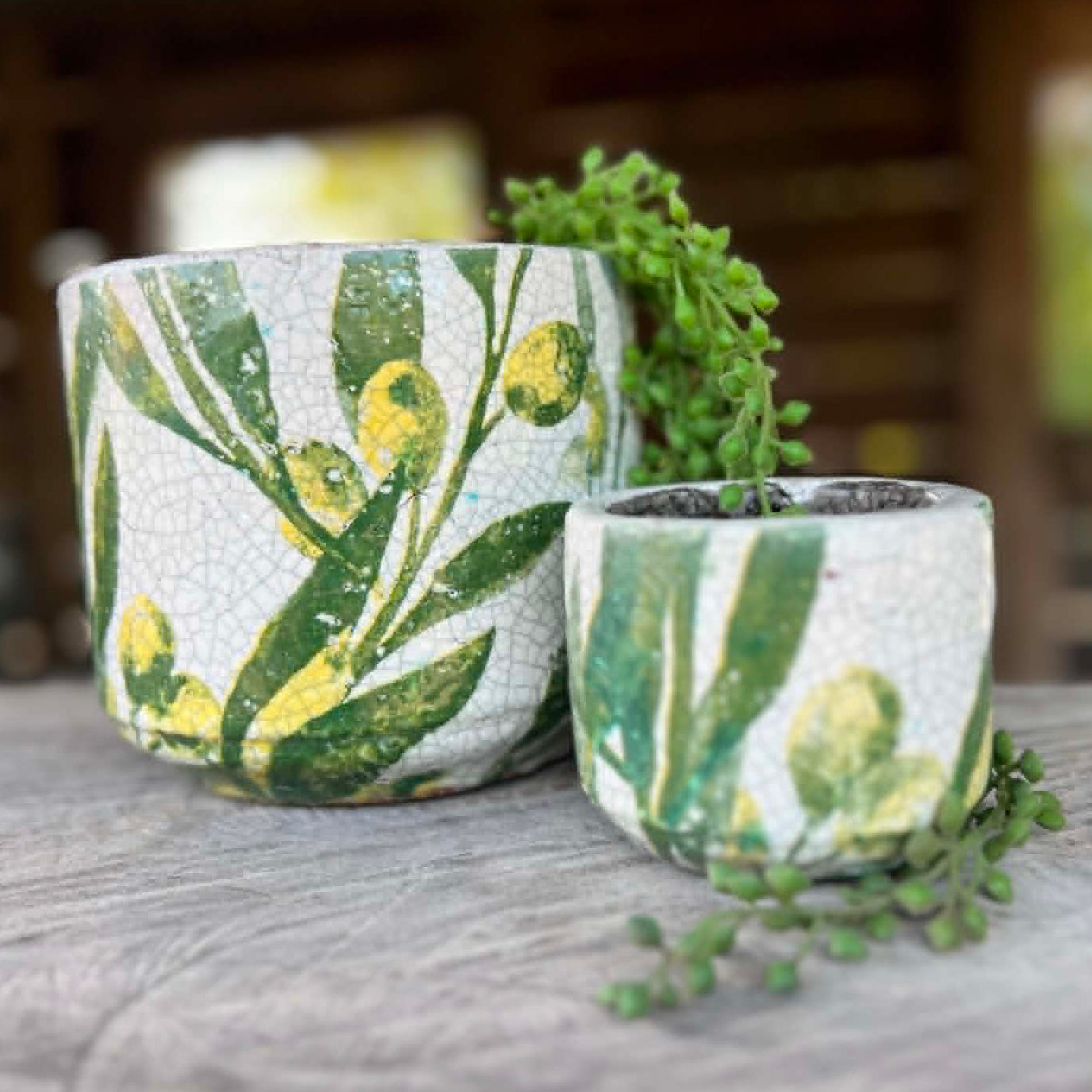 Olive Leaf Pots