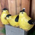 Goldfinch Birds
