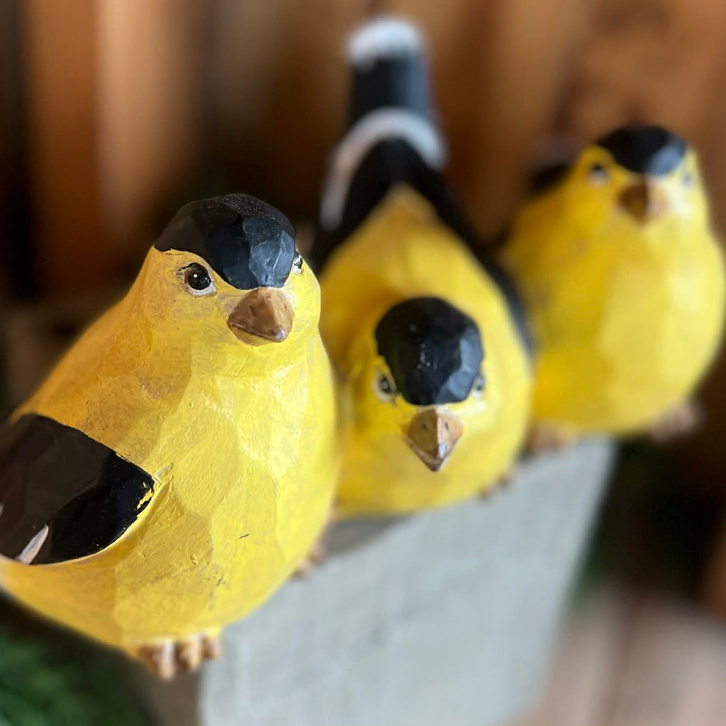 Goldfinch Birds