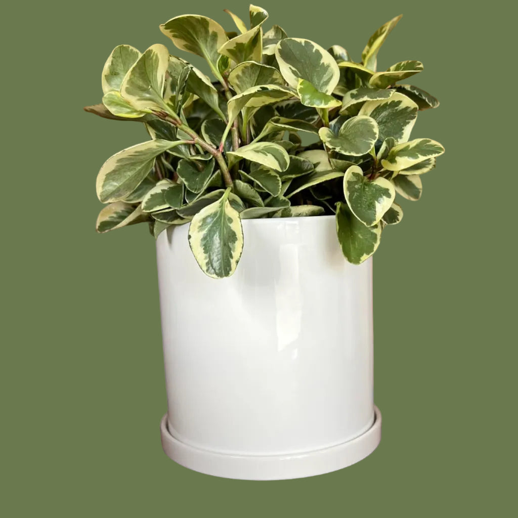 Classic White Pots