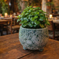 Volcanic JADE Round Pot