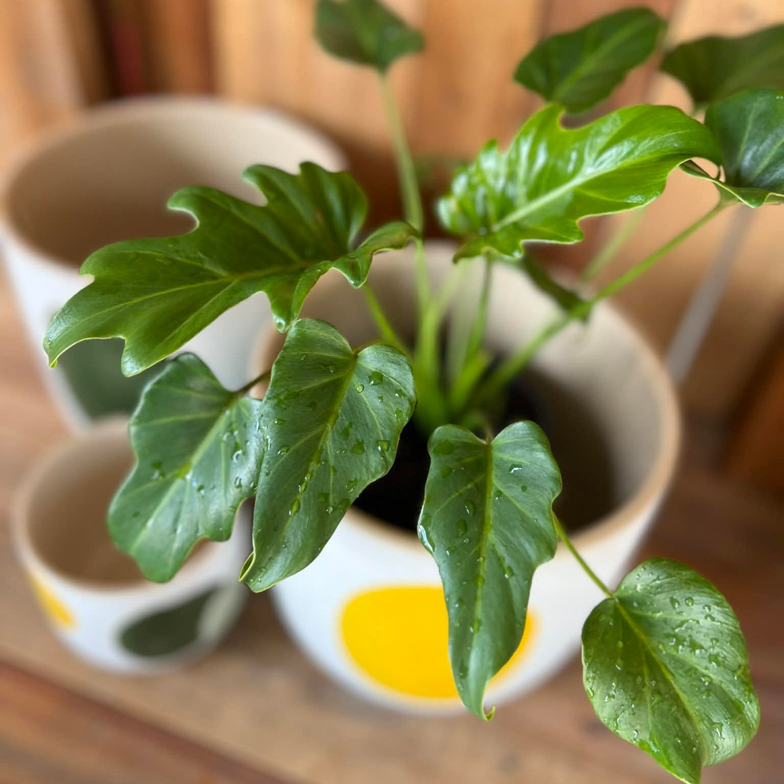 Green & Yellow Dotty Pots